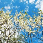 39836714-white-blossoming-cherry-trees-on-blue-sky[1]