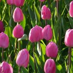 tulip-field-53104__340[1]