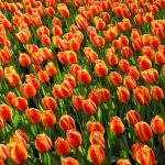 tulips-2544__340[1]
